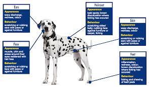 allergies in dogs remes