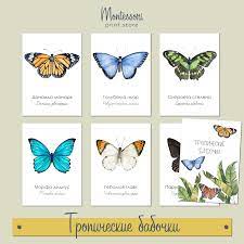 Тропические бабочки - трехчастные карточки Монтессори купить и скачать