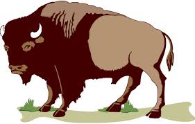 Image result for buffalos cartoon