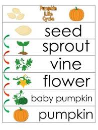 3 Pumpkin Life Cycle Charts And Worksheets Preschool 1st Grade Homeschool