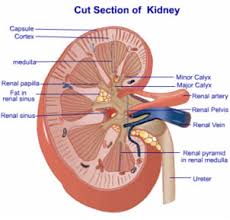 There are two kidneys, each about the size of a fist, located on either side of the spine at the lowest level of the rib cage. Understanding Kidney Disease Kidney Care Center Chambersburg