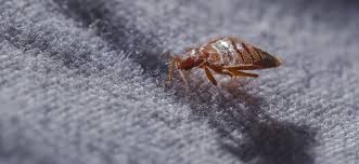 Bugs Mistaken For Bed Bugs How To Get
