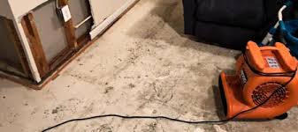 mold testing inspection ucm carpet