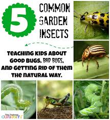 teaching children about garden bugs