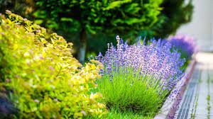 What To Plant In July Best Flowers And
