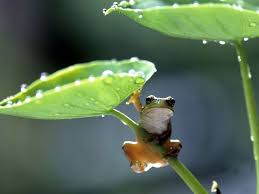 Image result for raining frogs, toads, snakes in grass