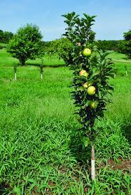 Tips For Growing Apple Trees