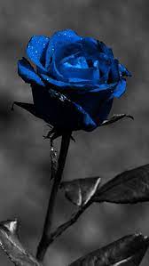 black and blue rose hd phone wallpaper