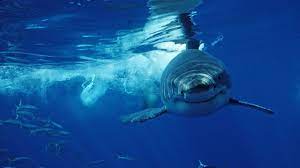 Great white sharks: The world's largest ...