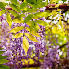 leaves on wisteria turning yellow why