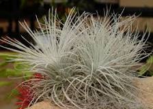 can-you-put-air-plants-in-dirt