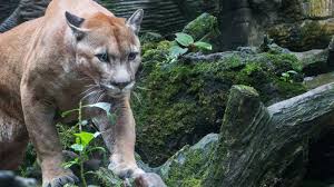 Sixteen people have been injured and three killed by mountain lions in colorado since 1990. Encounters Between Humans And Mountain Lions Are On The Rise And Experts Tell Us Why Abc News