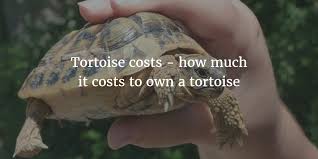 Tortoise Costs How Much It Costs To