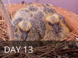 Day To Day Pigeon Growth Progress Nikon Coolpix L340 Youtube