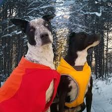 Best Winter Coats For Dogs Petsweekly Com