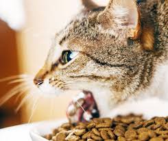 why a cat vomits causes diagnosis and