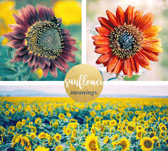 sunflower meaning and symbolism ftd com