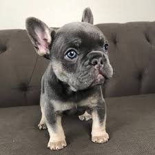 The portion of a part. French Bulldog Puppies For Adoption Near Me The Y Guide