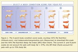 Treatment Of Obesity In Cats And Dogs Todays Veterinary