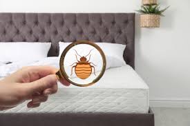 found bed bugs on your mattress