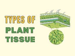 plant tissue 101 types and functions