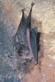 northern leaf nosed bat the