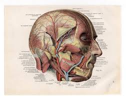 Head Skull Ooak Medical Anatomy Ephemera Doctor Human Body