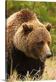 Grizzly Bear Yukon Canada Wall Art