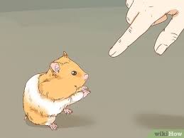 how to entertain your hamster 11 steps