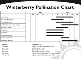 Winterberry Ilex Verticillata Pollinator Matchmaker Chart