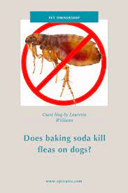 does baking soda kill fleas on dogs