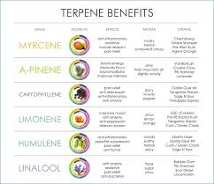 Trichomes Terpenes Terpenoids Guide To What They Are And