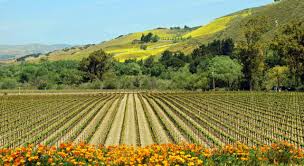 Check spelling or type a new query. Santa Barbara County California Exploring The Avas In Wine Country