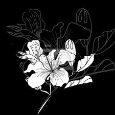 Nigella sativa (l., 1753, nota anche come cumino nero) è una pianta annuale appartenente alla famiglia delle ranunculaceae, originaria di balcani e medio oriente.da non confondere con il bunium persicum, anch'esso comunemente chiamato cumino nero. Fiori Bianchi E Neri