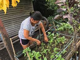 A Blooming Vegetable Garden In The