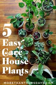 5 of the easiest indoor plants to care