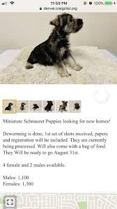 Try the craigslist app » android ios cl. A Litter Of Six Pups Born Farmed Raised Mini Schnauzers Facebook