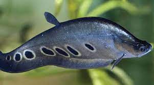 Sesuai dengan namanya, ikan ini. 6 Ikan Predator Air Tawar Tipe Tengah Yang Populer Nakama Aquatics