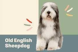 old english sheepdog dog breed
