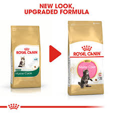 royal canin feline breed maine dry