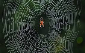 how do spiders make webs the spider