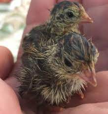 Best Steps For Caring Quail For