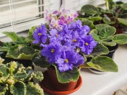 African violets (saintpaulia ionantha) are low maintenance, easy to grow houseplants. How To Care For Your African Violet Hgtv