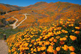 Maybe you would like to learn more about one of these? Will Another California Super Bloom Occur This Year Wildflower Super Bloom
