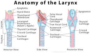 Larynx Voice Box Definition Function Anatomy And Diagram