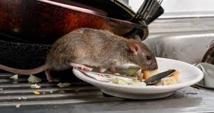 Myths About Rat What Smells Do Rats