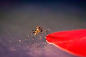 Раздел 3: Влияние освещения на популяцию комаров