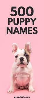 500 cute puppy names puppy leaks