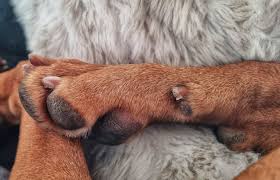 nail maintenance in dogs and positive