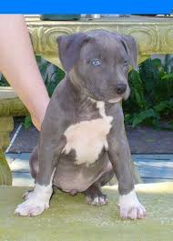 Click here to be notified when new american staffordshire terrier puppies are listed. American Staffordshire Terrier Puppy For Sale Champion Breed Blue Nose Puppies Breed For Family 10 Years Old